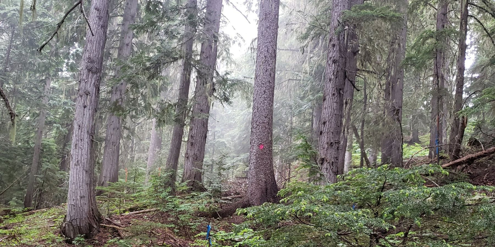 ENGELMANN SPRUCE TONEWOOD